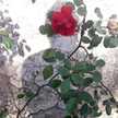 RoZa