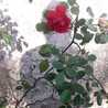 RoZa