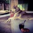 Tippi
