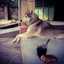 Tippi