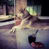 Tippi