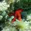 Nieves