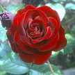 Ahmad
