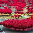 Om Mohammad Mayyas