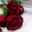 cook_maryam
