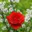 Sweet Rose Rose88