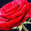 poojitha uday