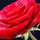 poojitha uday