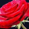 poojitha uday
