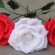Rosa Repetto