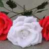Rosa Repetto