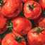 JhaneLilian 🍅