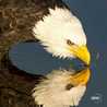 steve_e_24
