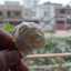 Mahnoor Khalid