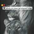 بنت الشمال 