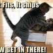 the cat lady