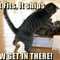 the cat lady