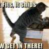 the cat lady