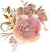Hajer rose