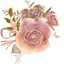 Hajer rose