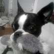 jtfiredawg