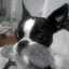jtfiredawg
