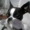 jtfiredawg