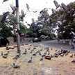 Anand Rozario