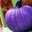 PurplePumpkin