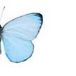 Grisel
