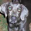 leland.k.cooper