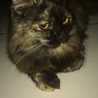 bundanya achmad bundanya achmad