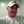 josh.jackson.96742