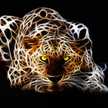 sletiger