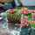 Shafees cuisine 