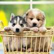 puppyhey