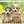 puppyhey