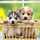 puppyhey