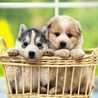 puppyhey