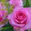 Asmaa Mohammad