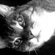 meowmew