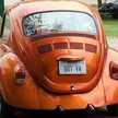 Moltenbug