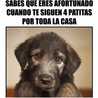 Flor
