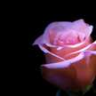 Rose822