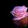 Rose822