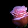 Rose822