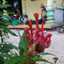 Ummu Ziyad