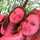 Alison Whaley Alison Whaley