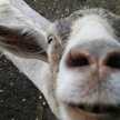 goatfarmer