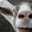 goatfarmer